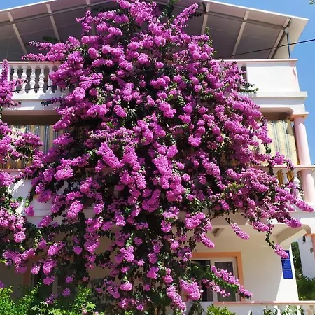 Jadranka *
